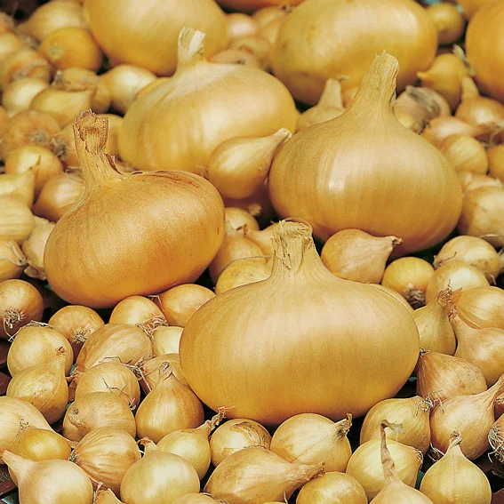 Steckzwiebel Stuttgarter Riesen, 250 g