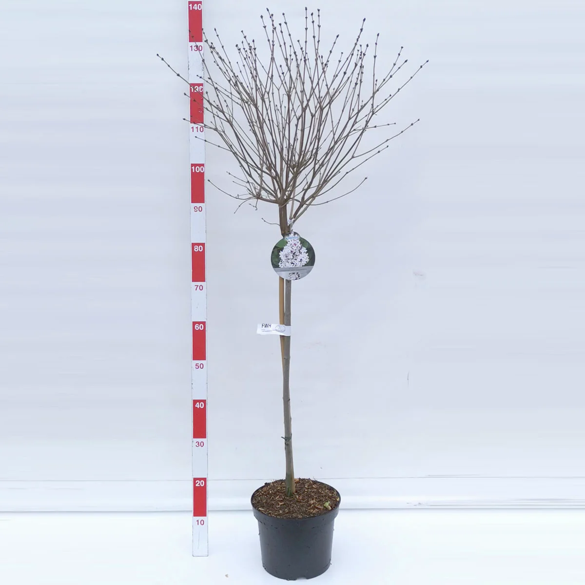 Duftflieder-Stämmchen Flowerfesta®, weiß