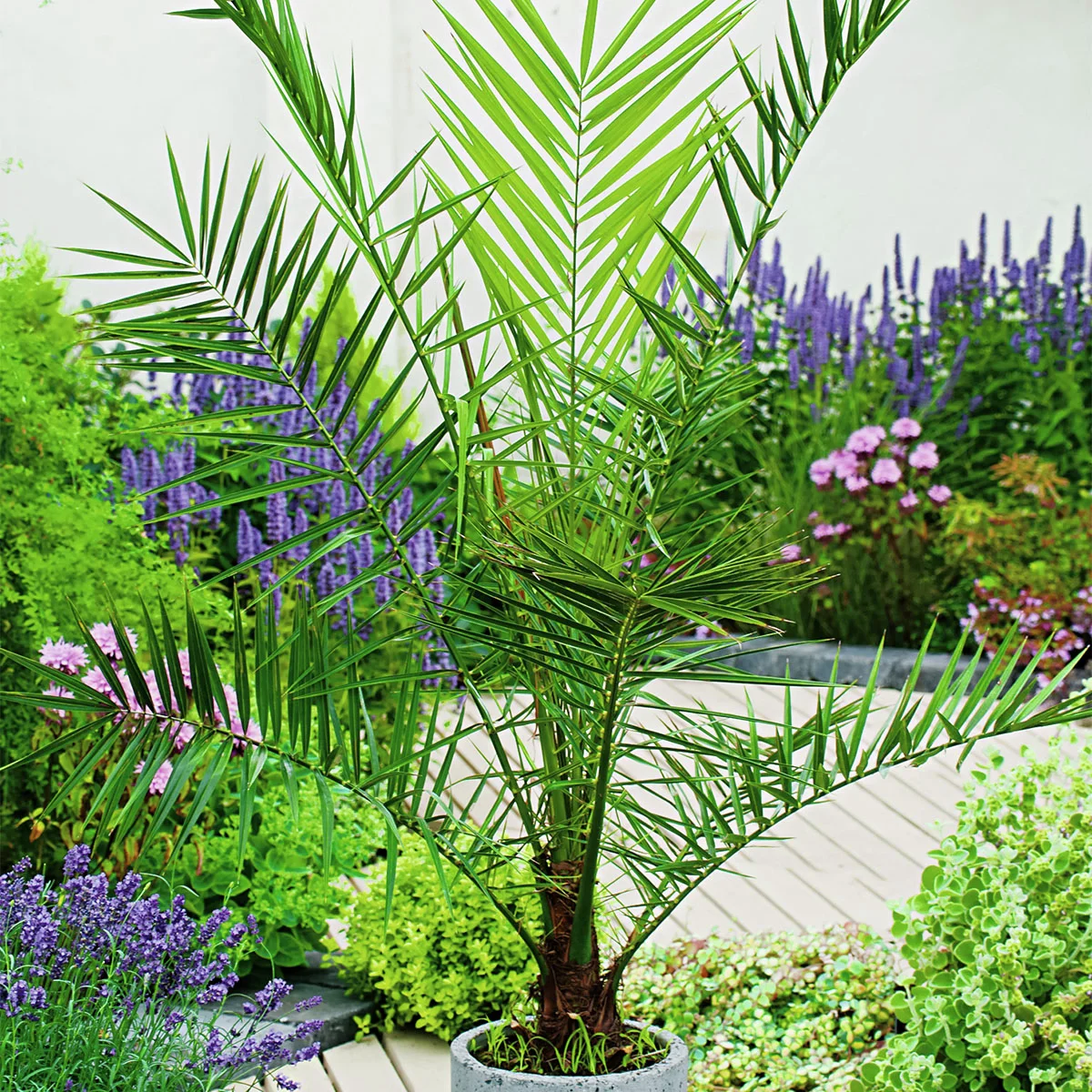 Kanarische Dattelpalme