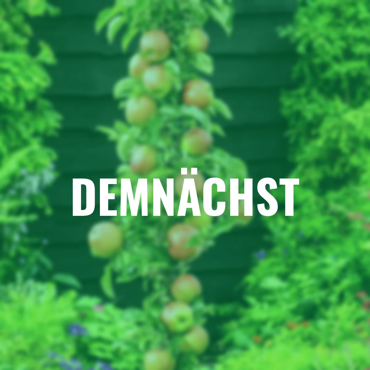 Säulen-Apfel Red River