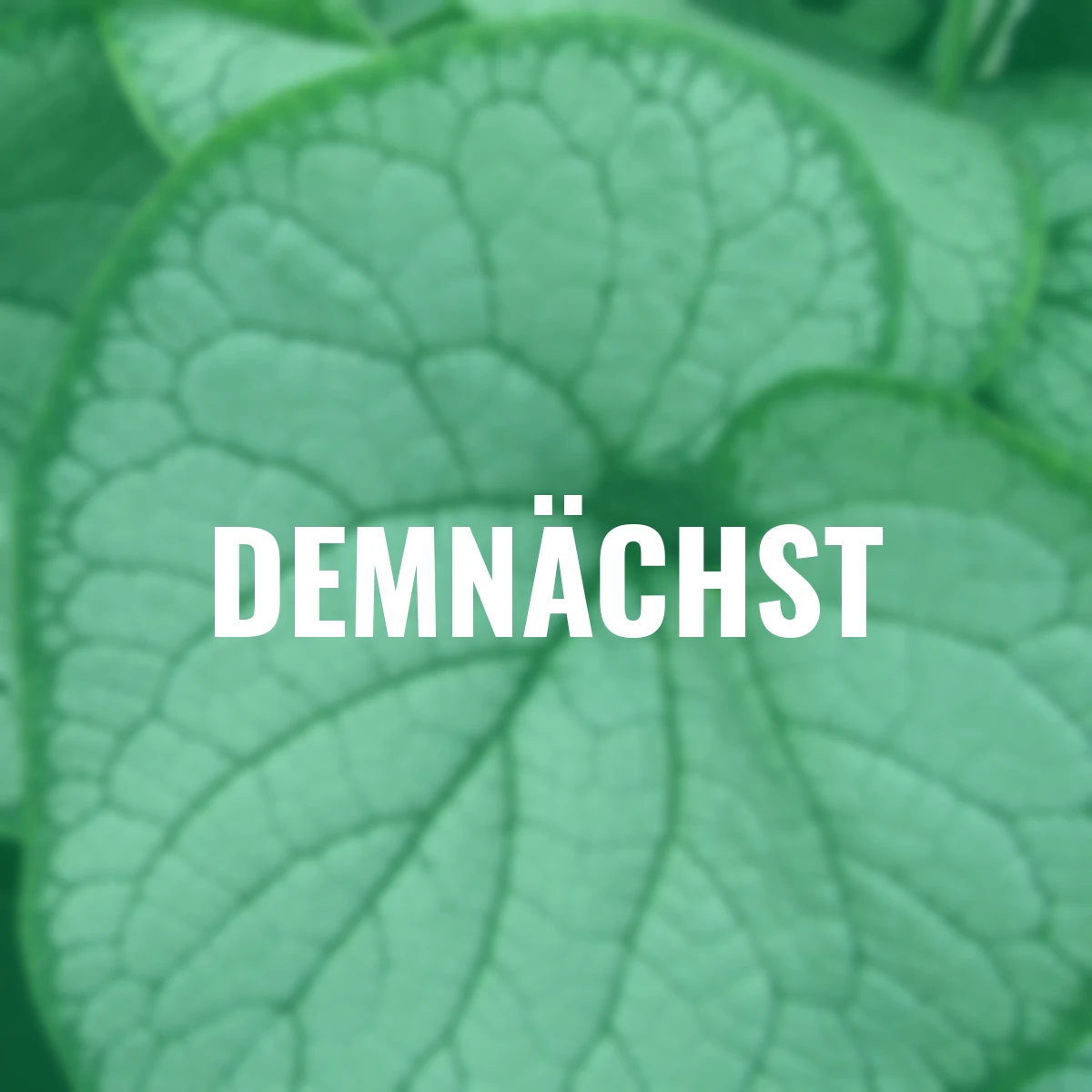 Kaukasus-Vergissmeinnicht Silver Heart®