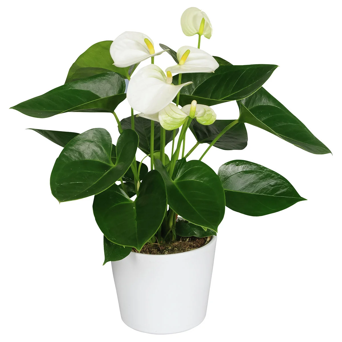 Weiße Flamingoblume, Höhe ca. 30-40 cm