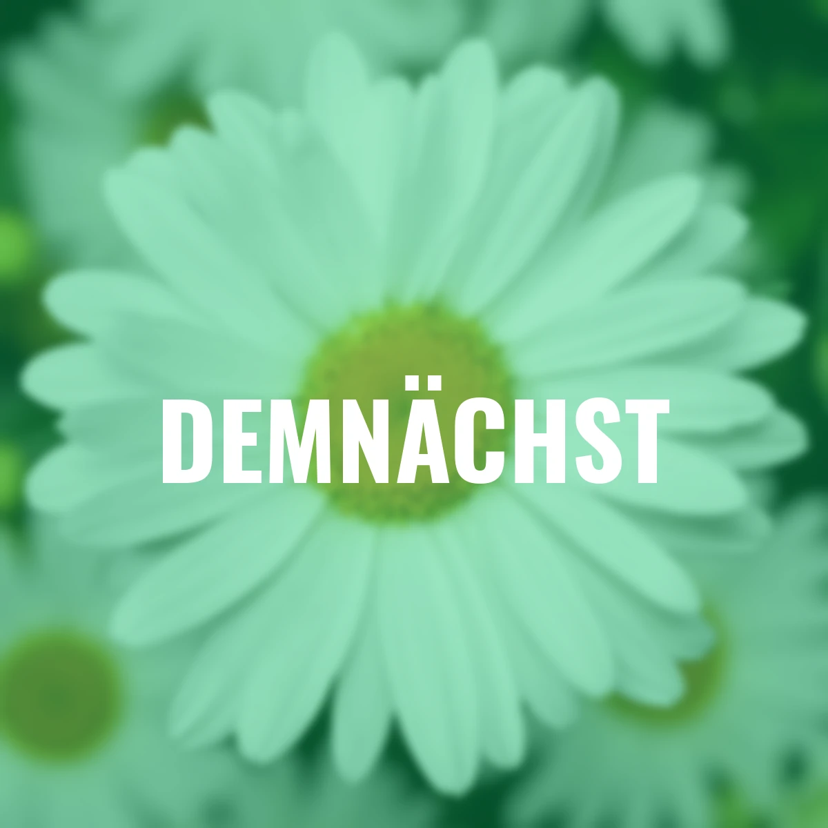 Margerite Western Star