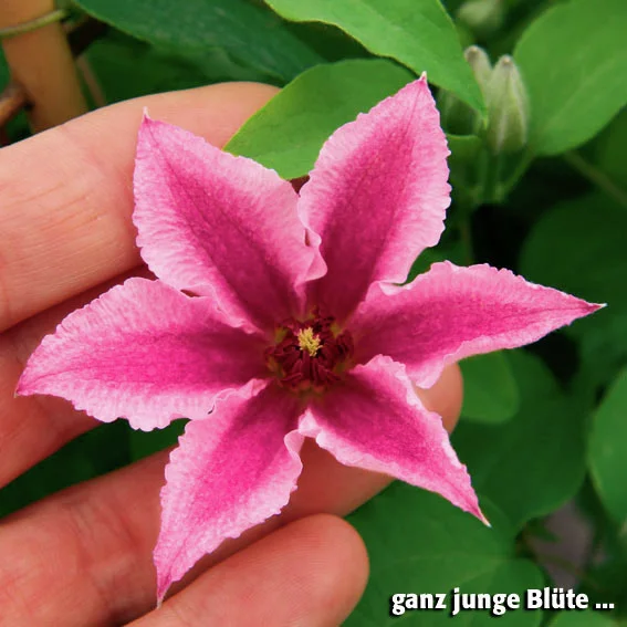 Clematis Ooh La La(TM) BOULEVARD(R)