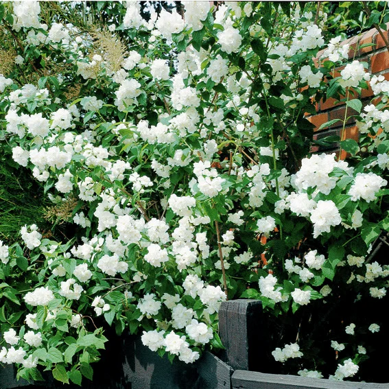 Gefüllter Duftjasmin