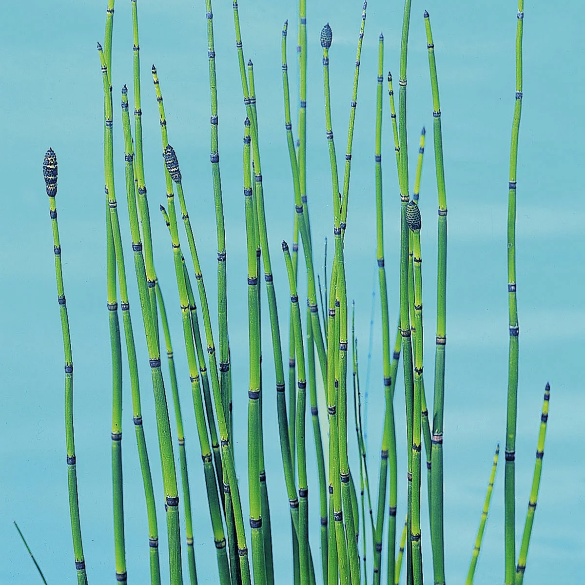 Winterschachtelhalm, im ca. 17 cm-Topf