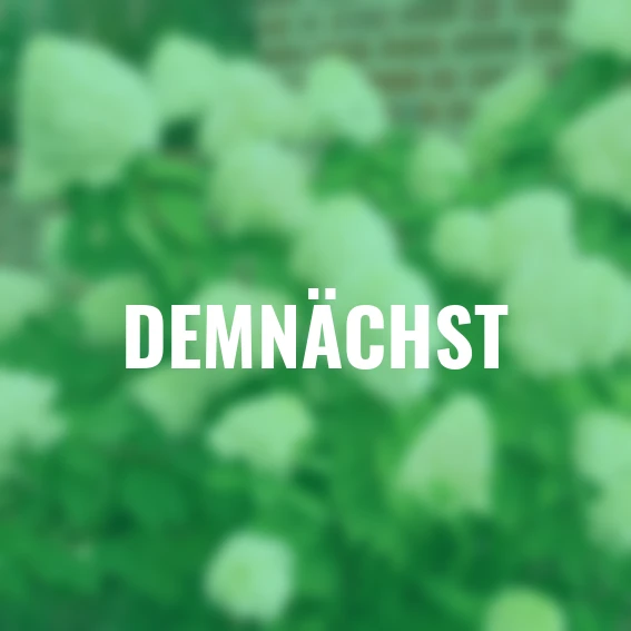 Rispen-Hortensie Limelight(R)