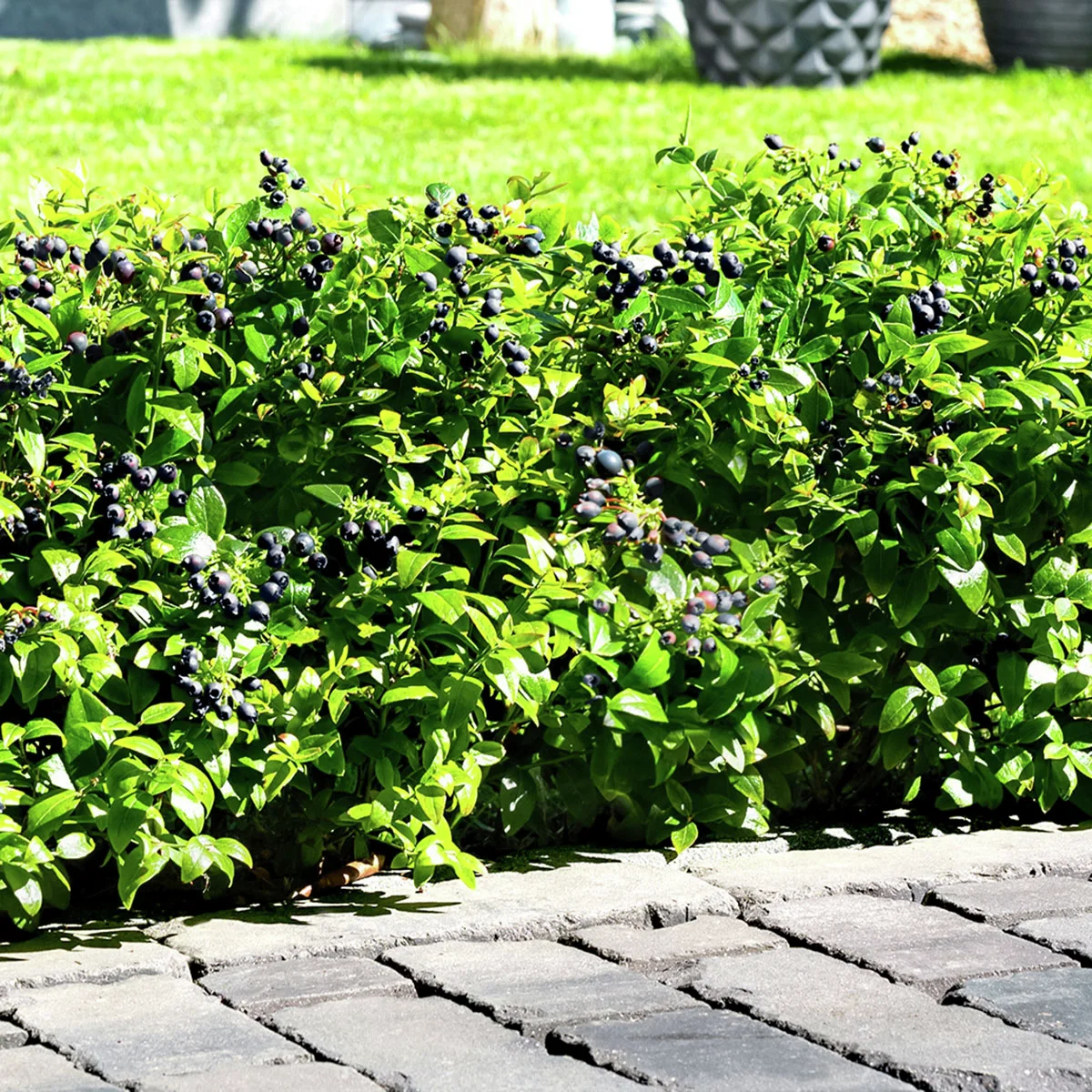 Heidelbeere BrazelBerry® Berry Bux® - Laufender Meter, 6 Pflanzen, im ca. 11 cm-Topf