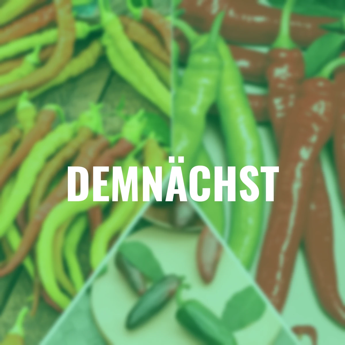 Gemüsepflanzen-Set Pepperoni-Mix