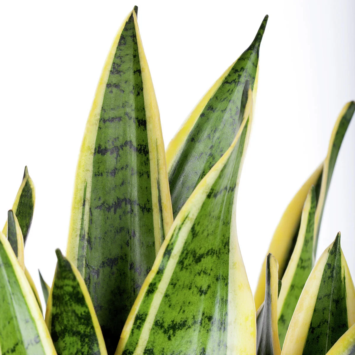 Bogenhanf Laurentii, im ca. 12 cm-Topf, Höhe ca. 40-45 cm