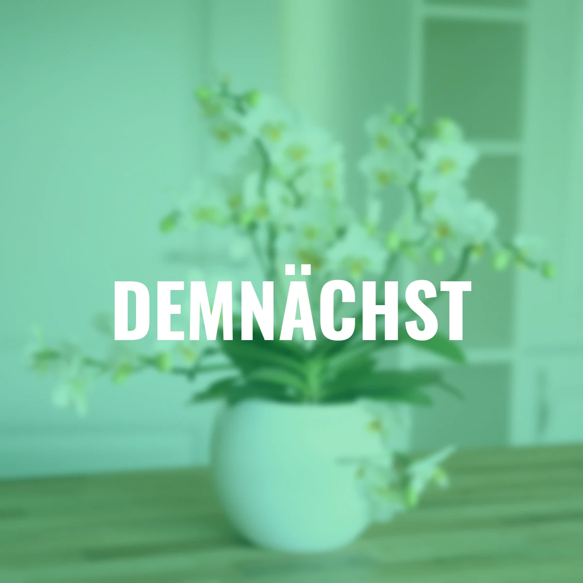 Schmetterlings-Orchidee Lausanne, ungestäbt, Höhe ca. 40-50 cm