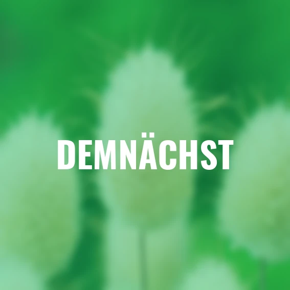 Hasenschwanzgrassamen Bunny Tails