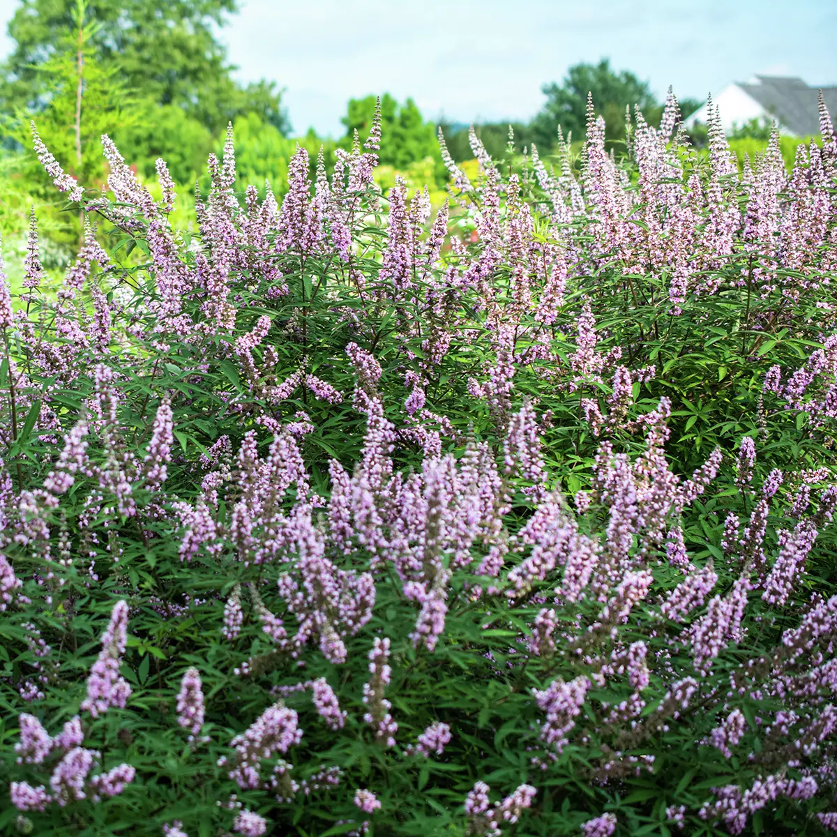 Mönchspfeffer Pink Pinnacle®