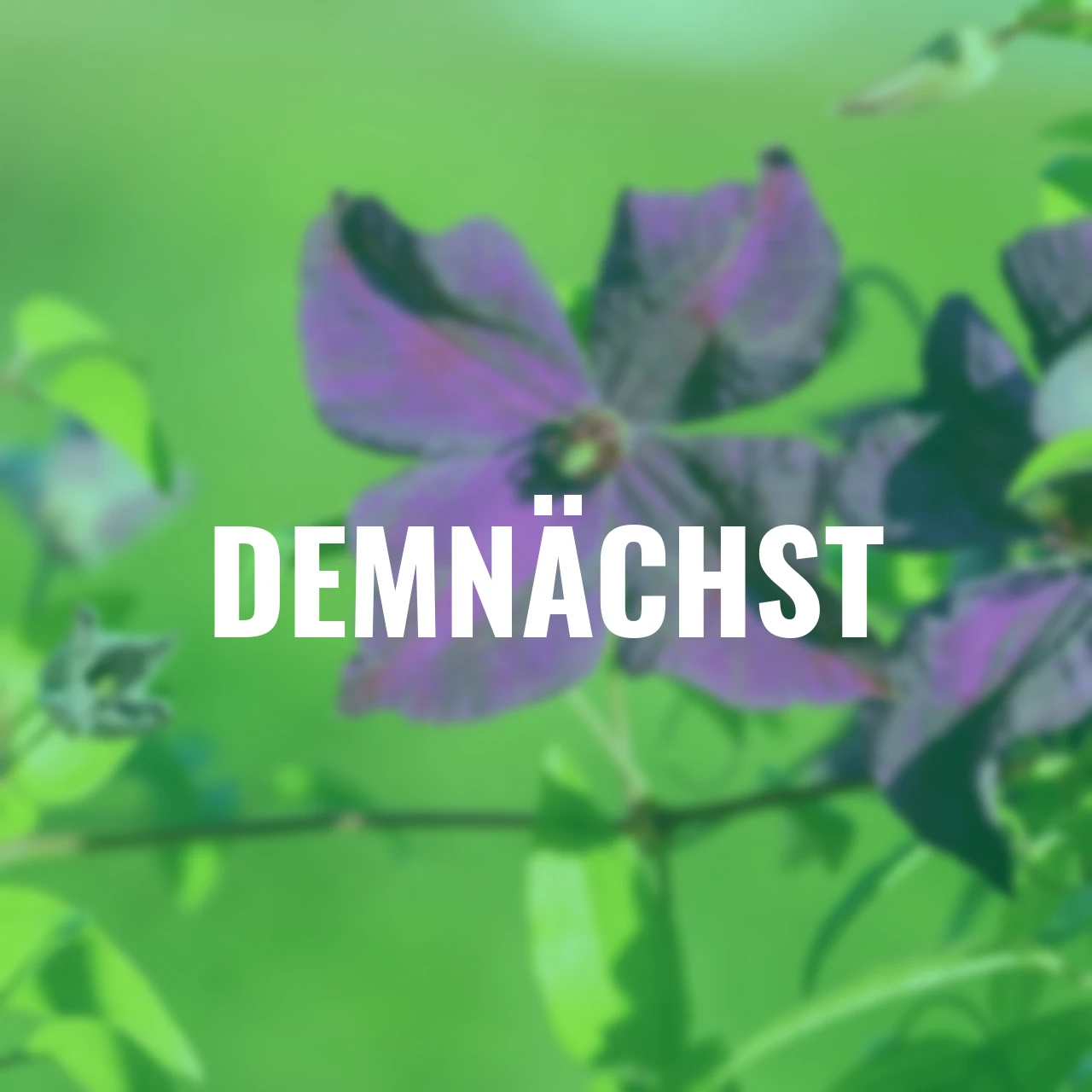 Clematis Polish Spirit