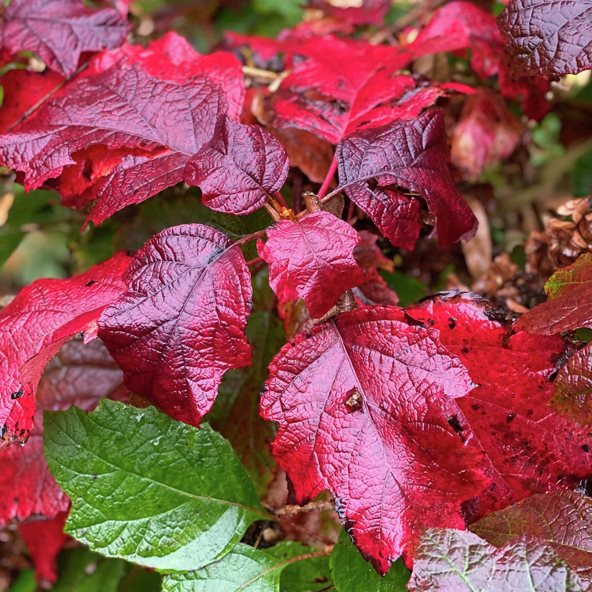 Eichenblatt-Hortensie Snowcicle