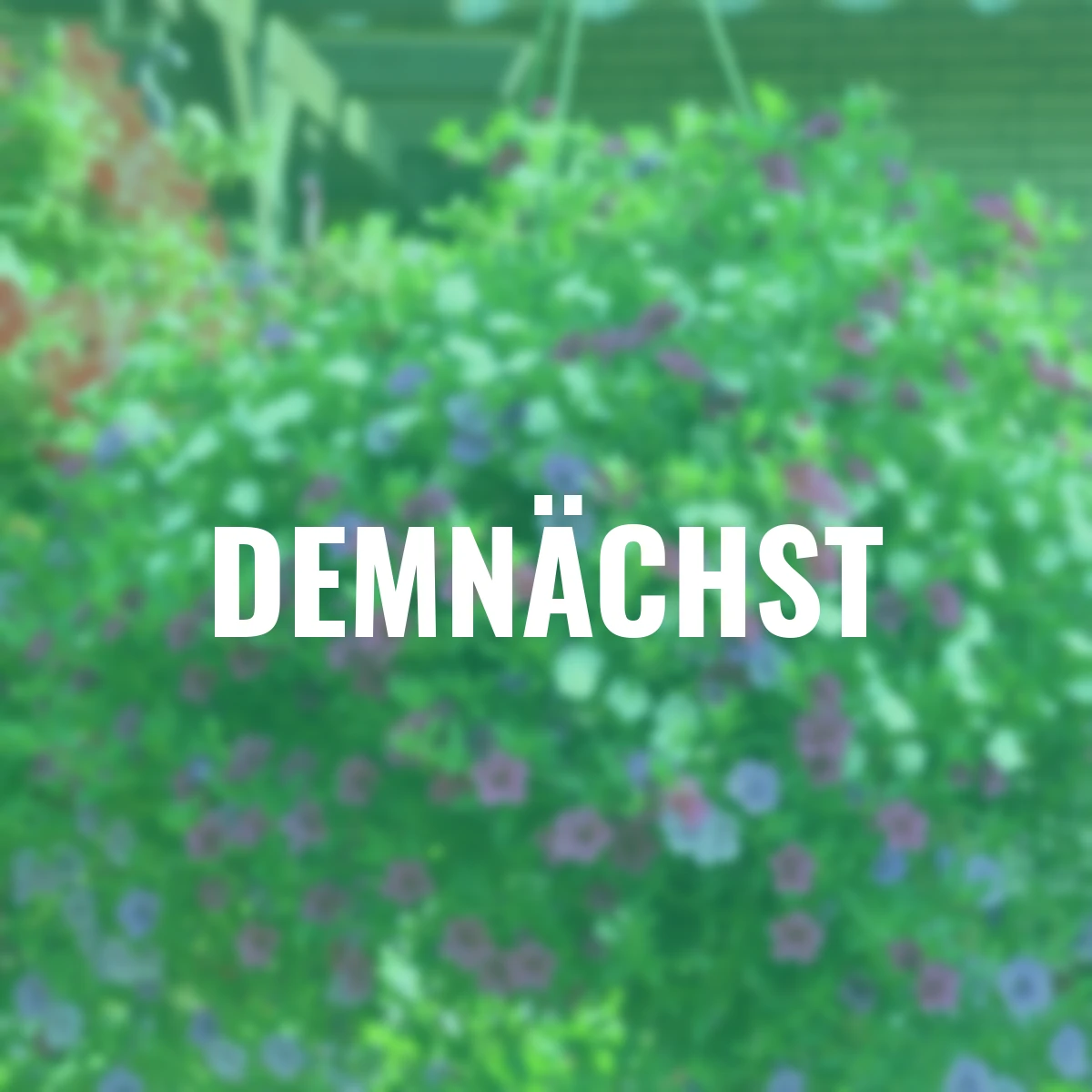 Trio Rosen-Zauberglöckchen, weiß/ lilablau/ rosa