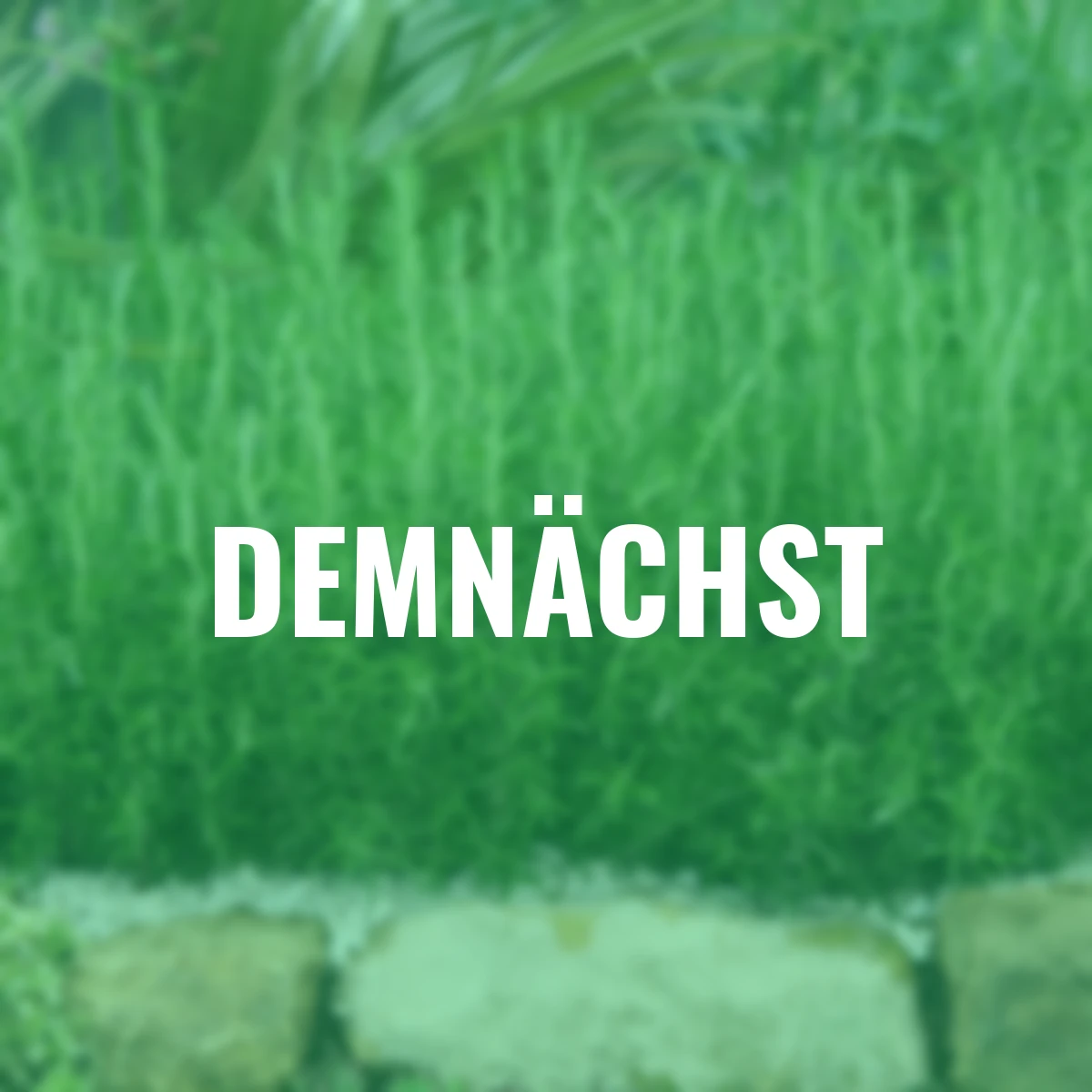 Kräuterpflanze Gourmet-Rosmarin Abraxas