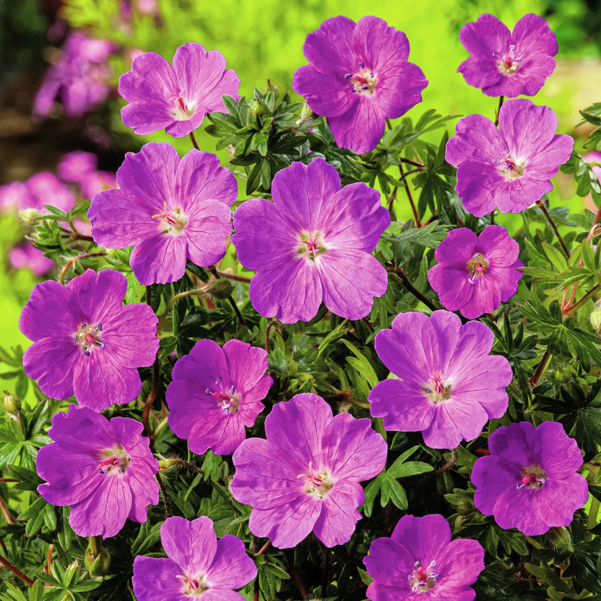 Storchschnabel Max Frei