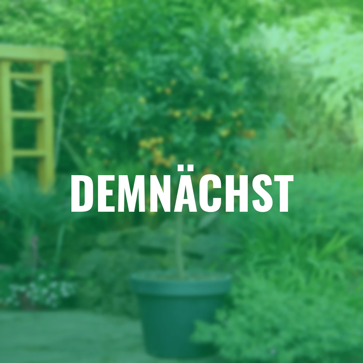 Calamondin-Orangen-Stamm, im ca. 36 cm-Topf