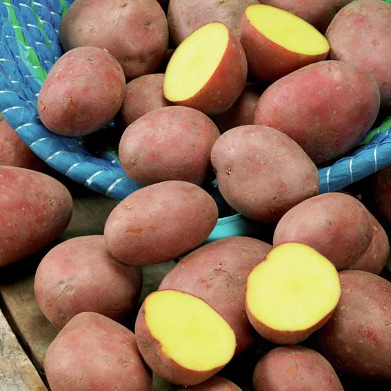 BIO Kartoffel Laura, 10 Stück