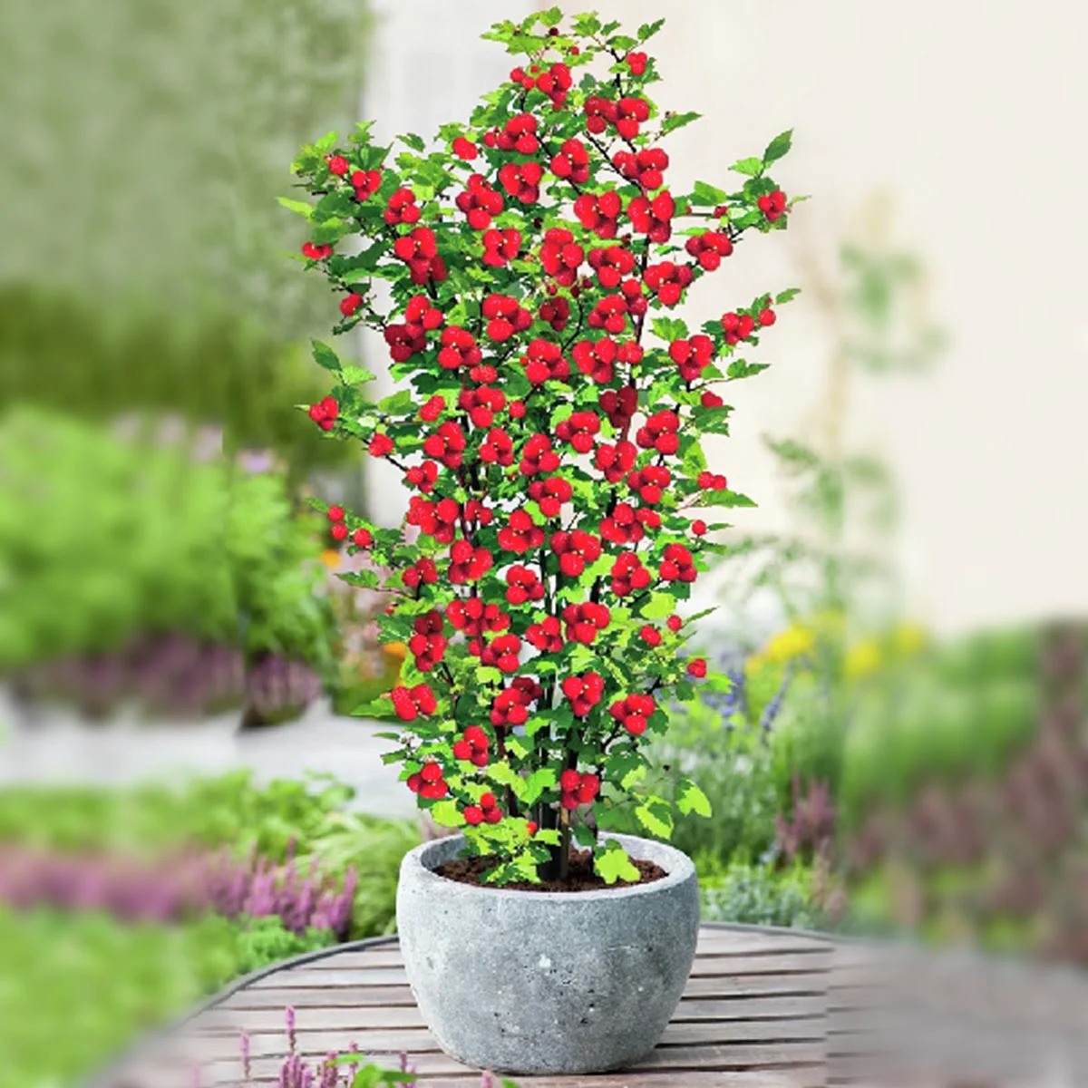 Himbeerstrauch Raspbeary®