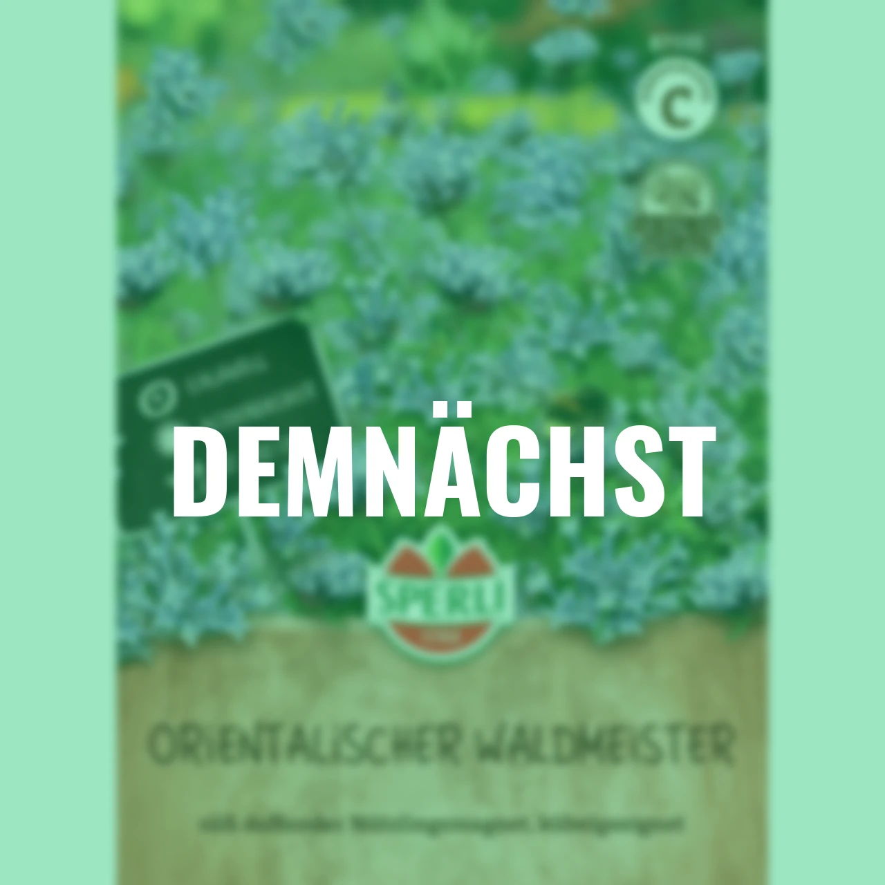 Orientalischer Waldmeistersamen