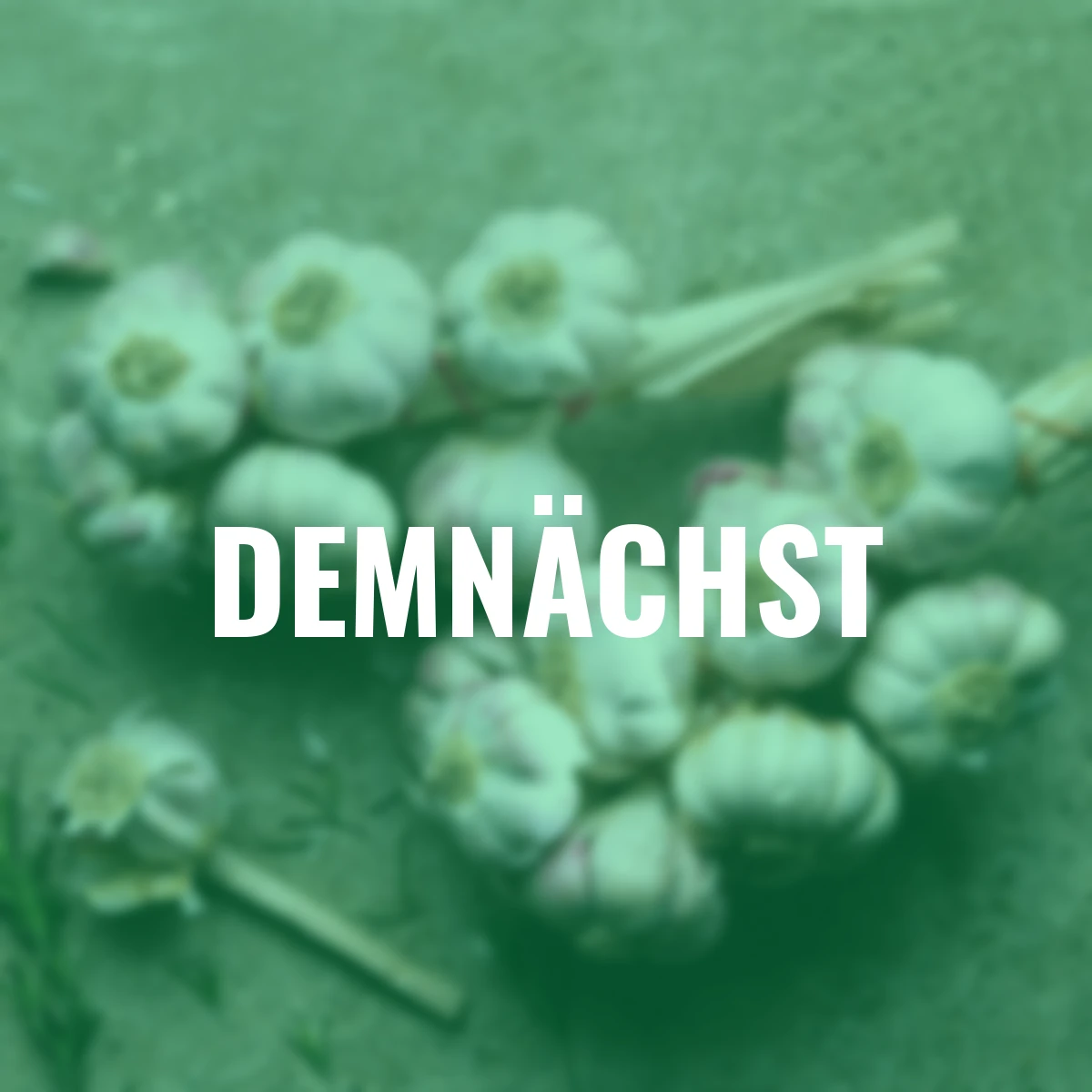 Knoblauch Morado, violetter spanischer, 250 g