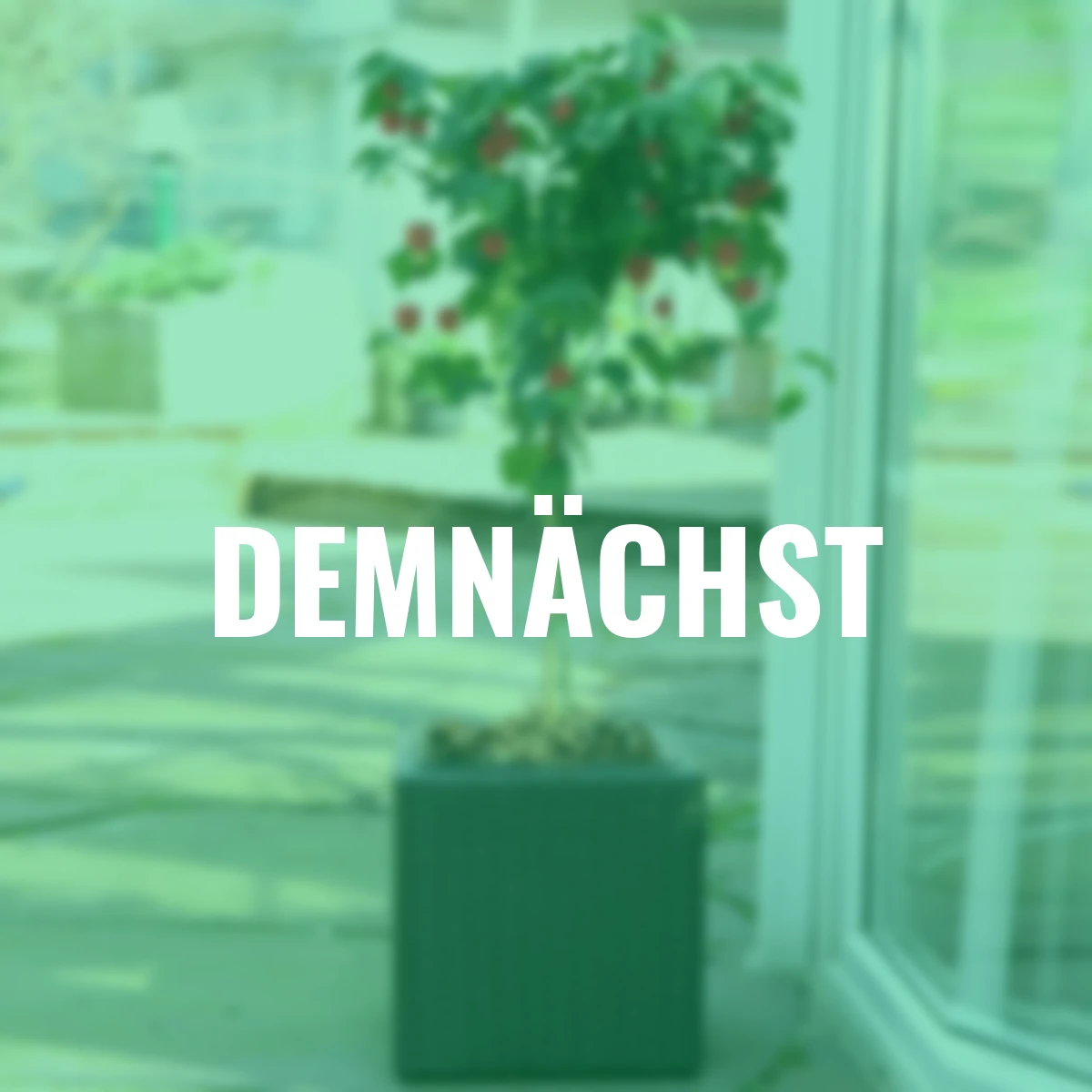 Schönmalven-Stamm, rot-gelb