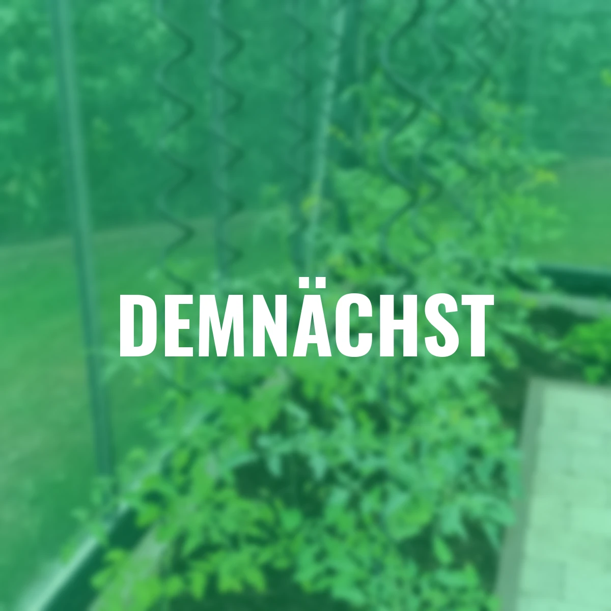 Rankhilfe für Gewächshäuser 3er-Set