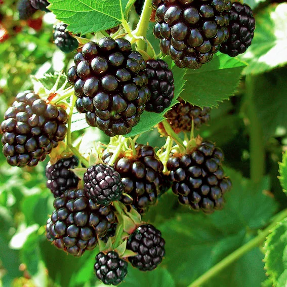 Säulen-Brombeere Navaho® Bigandearly®