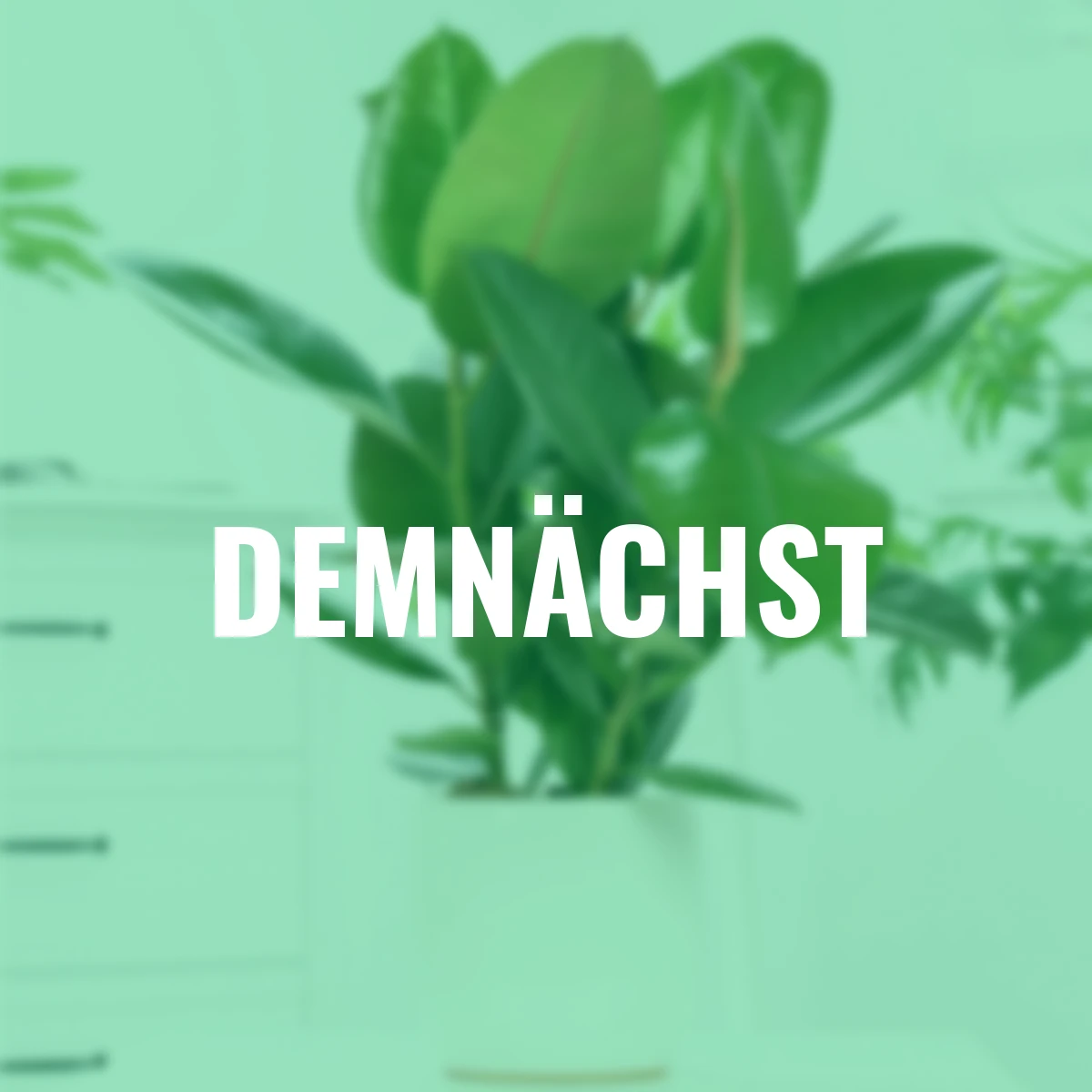 Premium Feigenbaum, Höhe ca. 90-100 cm