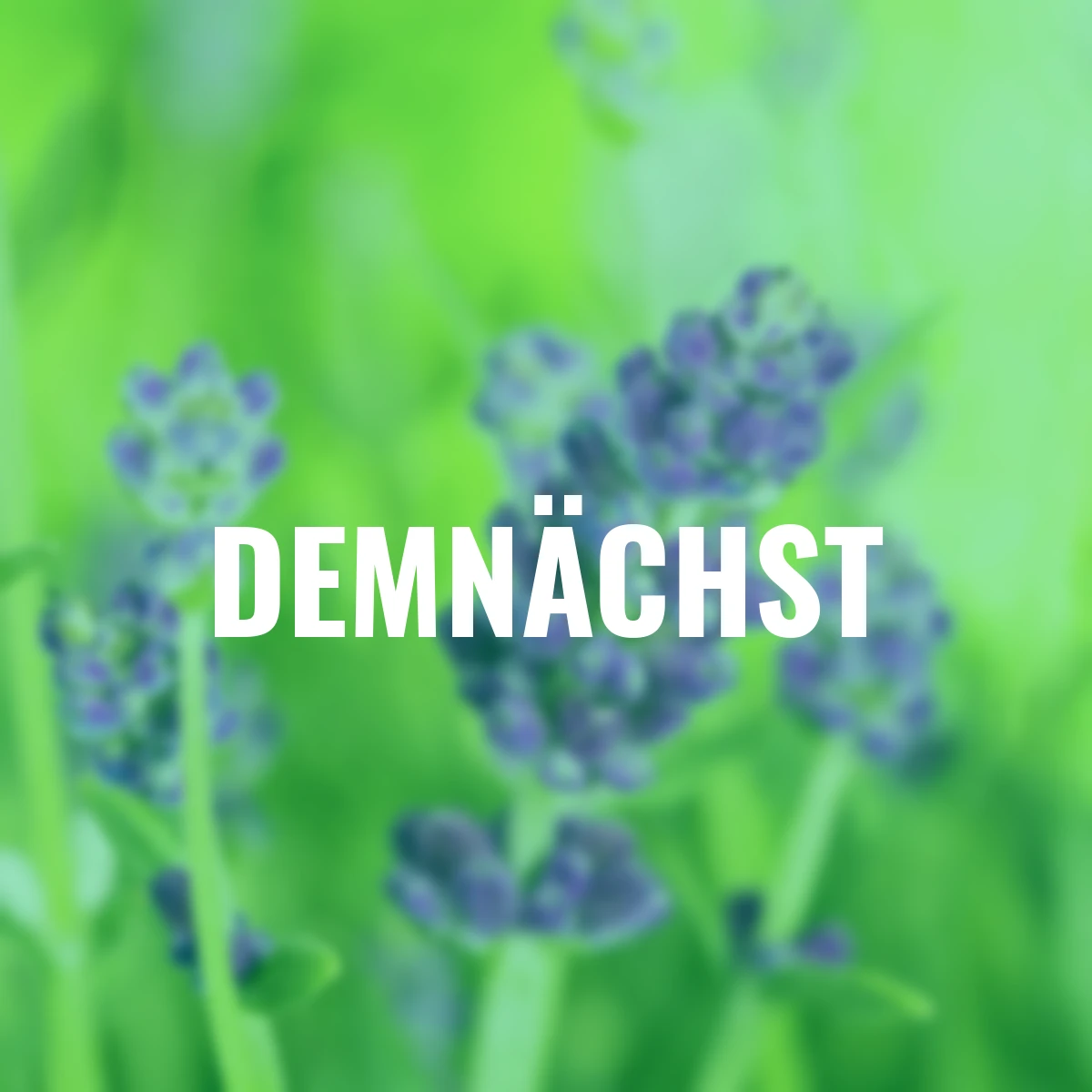 Eataliano Lavendel-Stämmchen, 14 cm-Topf