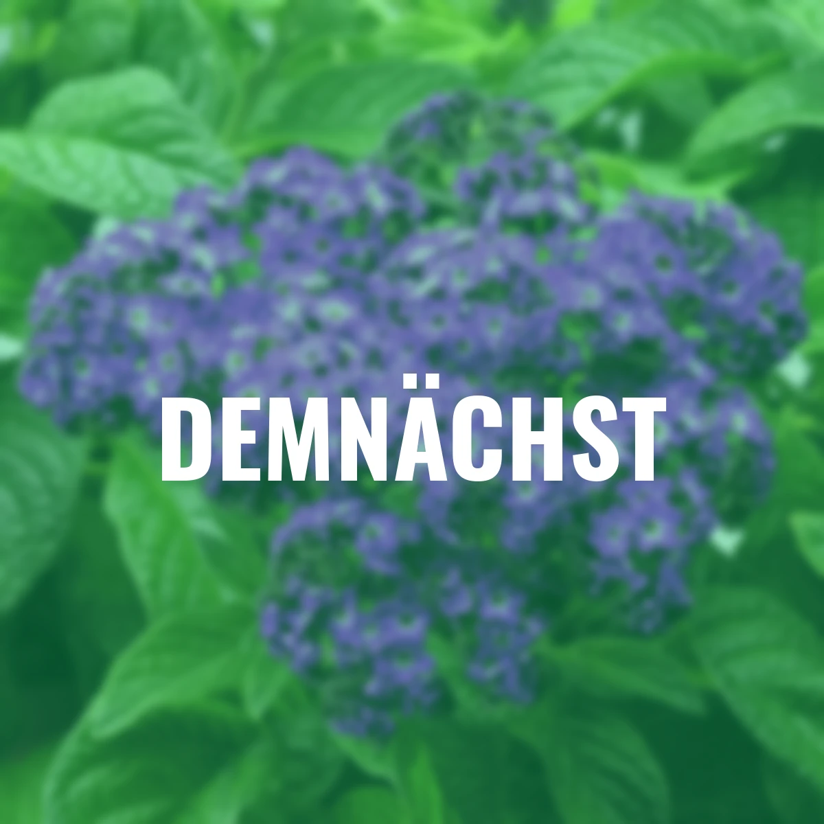 Vanilleblume, violett