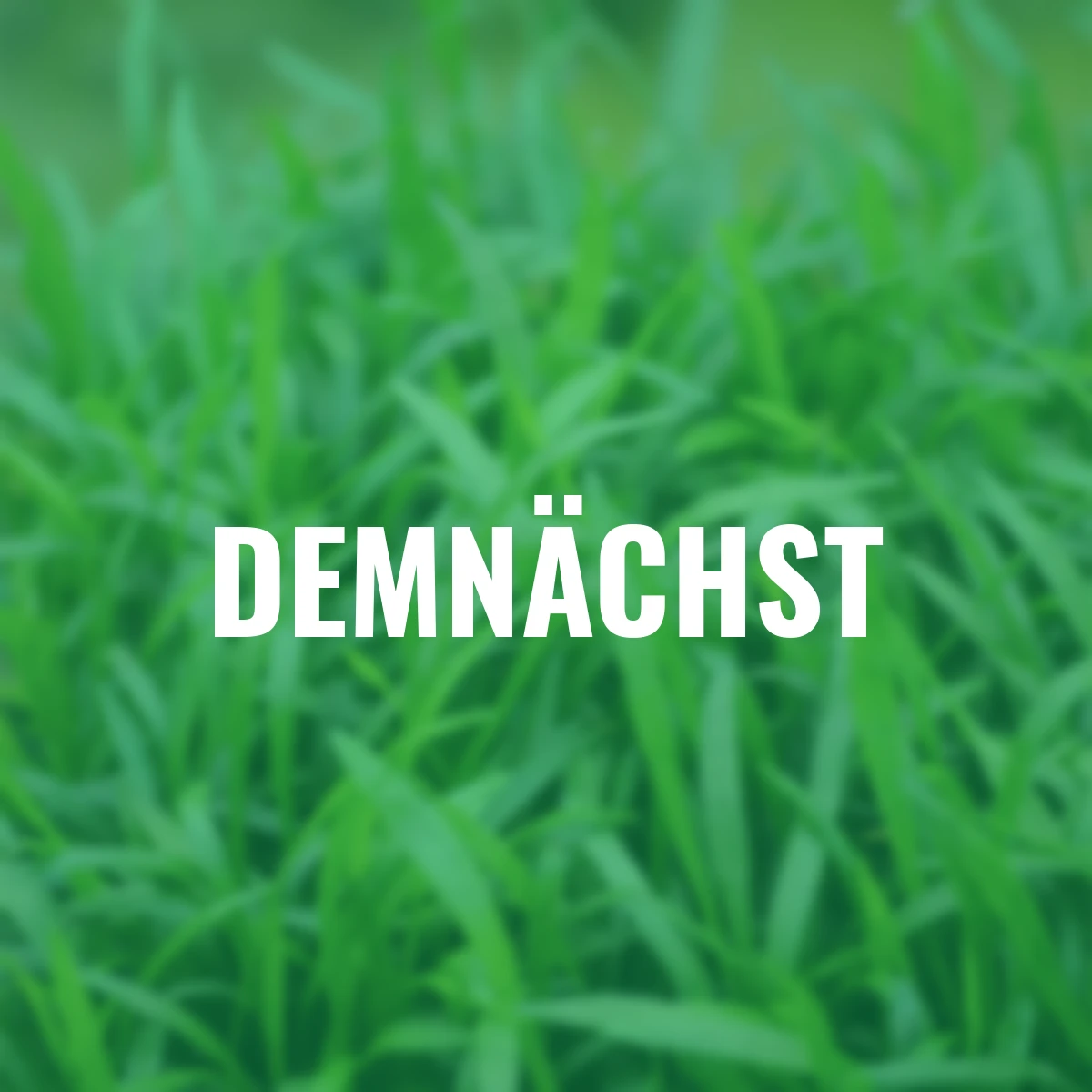 Brasilianische Graspflanze