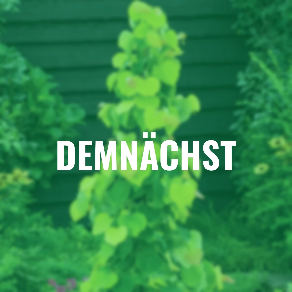 Kanadischer Judasbaum The Rising Sun