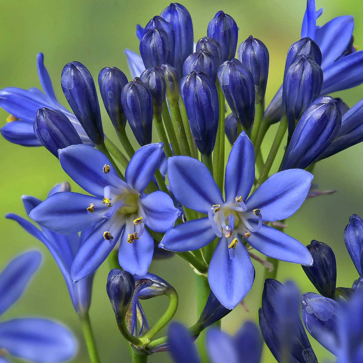 Schmucklilien Summerlove-Mischung