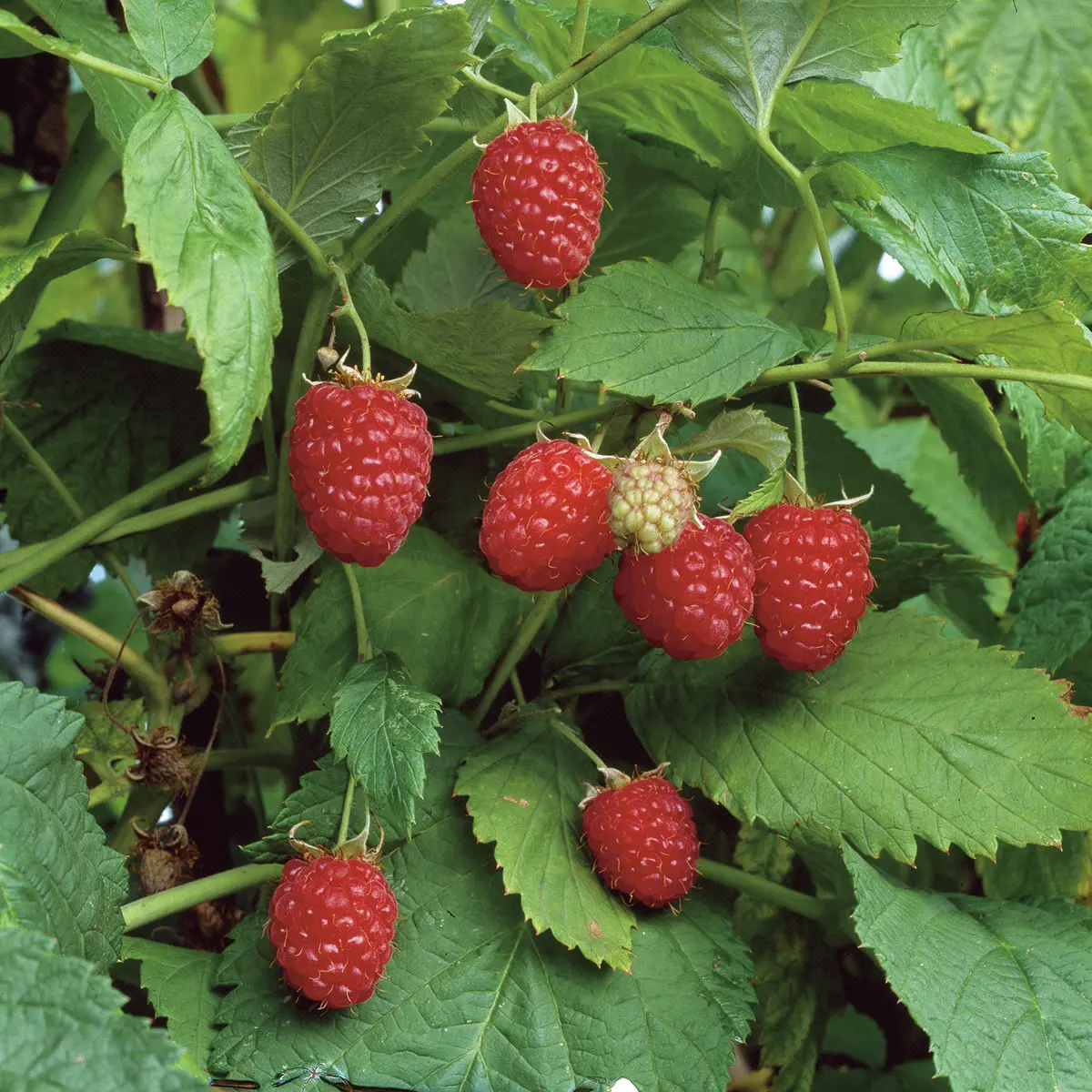 Himbeere Schönemann