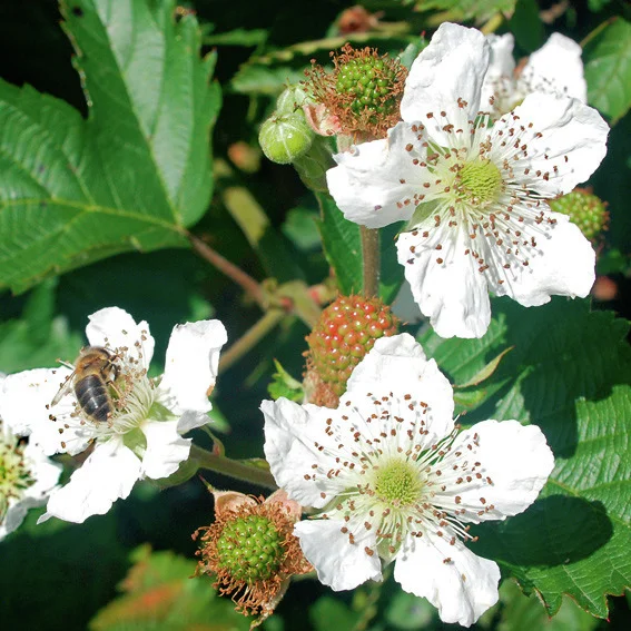 Zucker-Brombeere Asterina®