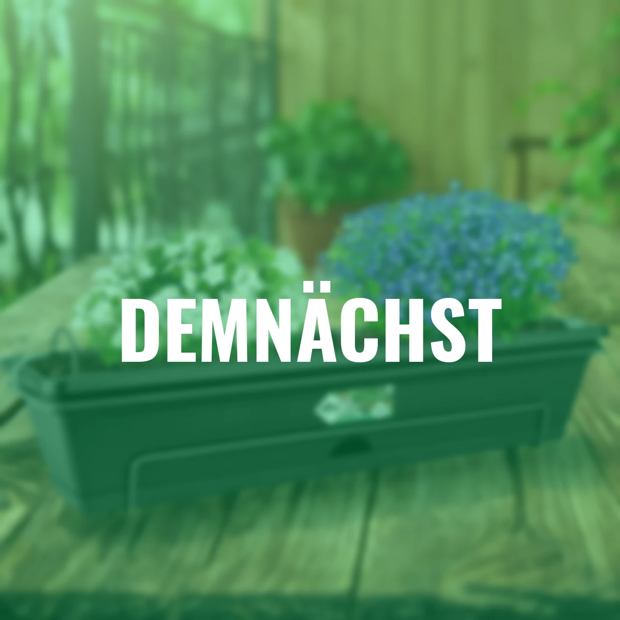 Sommer-Set Schneeflockenblume & Männertreu