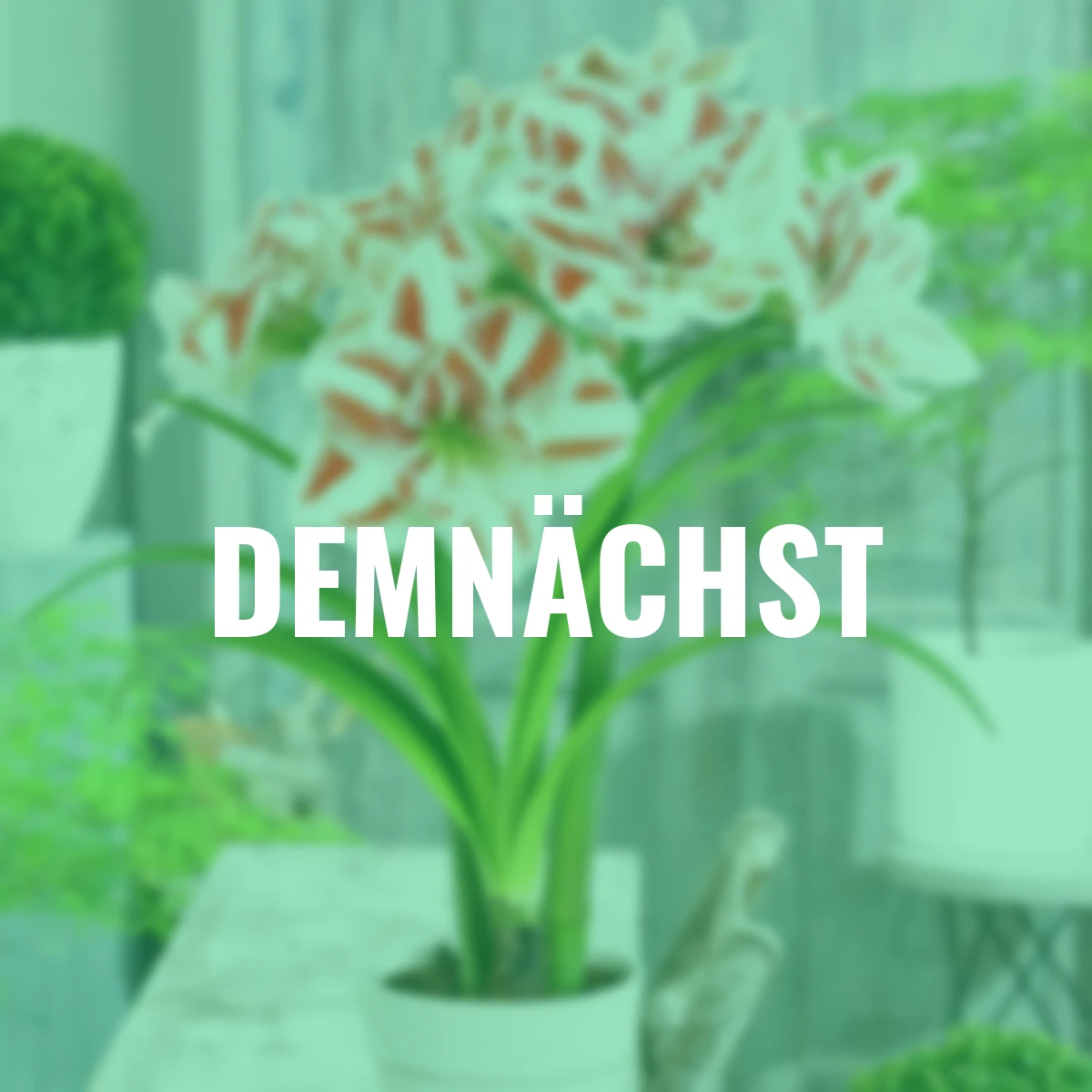 Amaryllis Bright Nymph