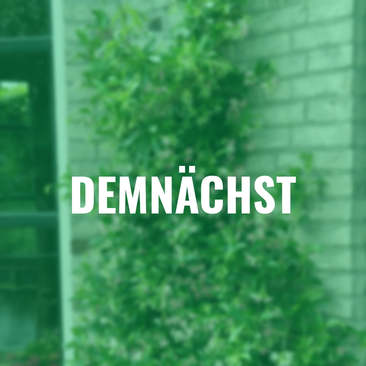 Sternjasmin Star of Ibiza