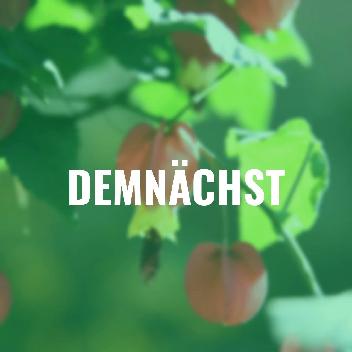 Schönmalven-Stamm, rot-gelb