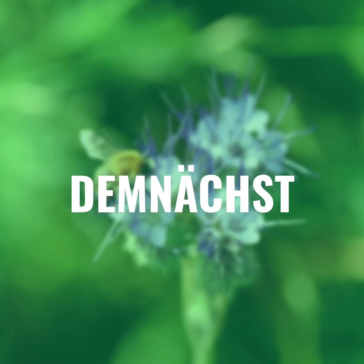 Bodenkur Phacelia, 400 g