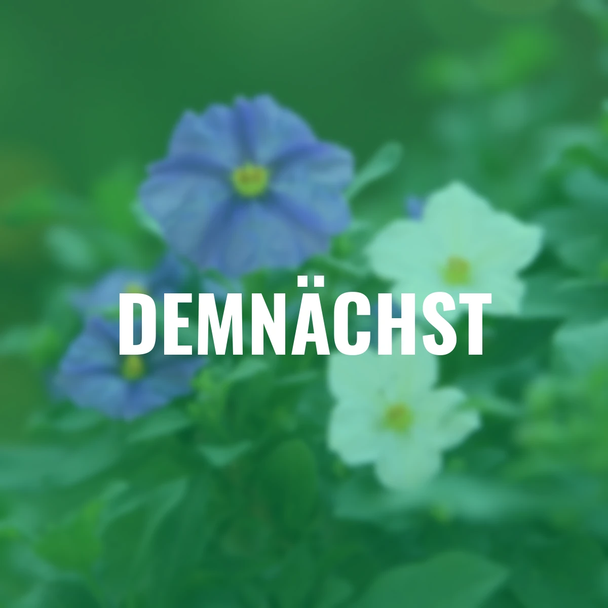 Enzian-Stamm, blau-weiß