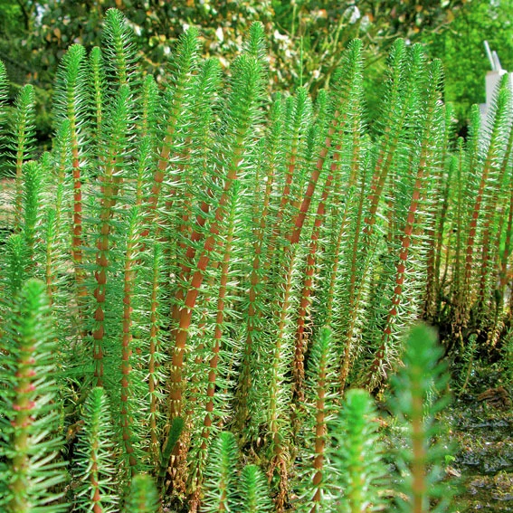 Tannenwedel, im ca. 17 cm-Topf