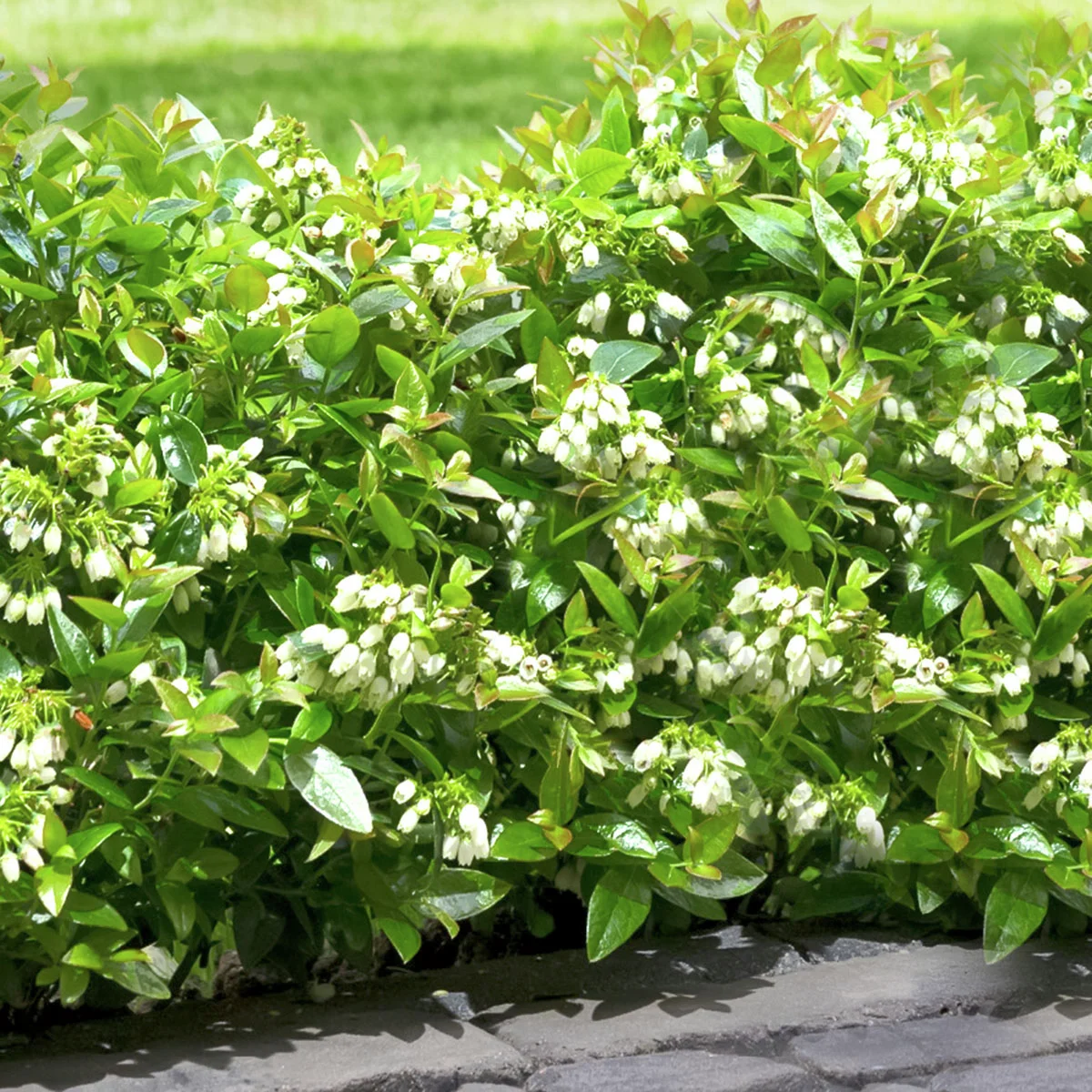 Heidelbeere BrazelBerry® Berry Bux® - Laufender Meter, 6 Pflanzen, im ca. 11 cm-Topf