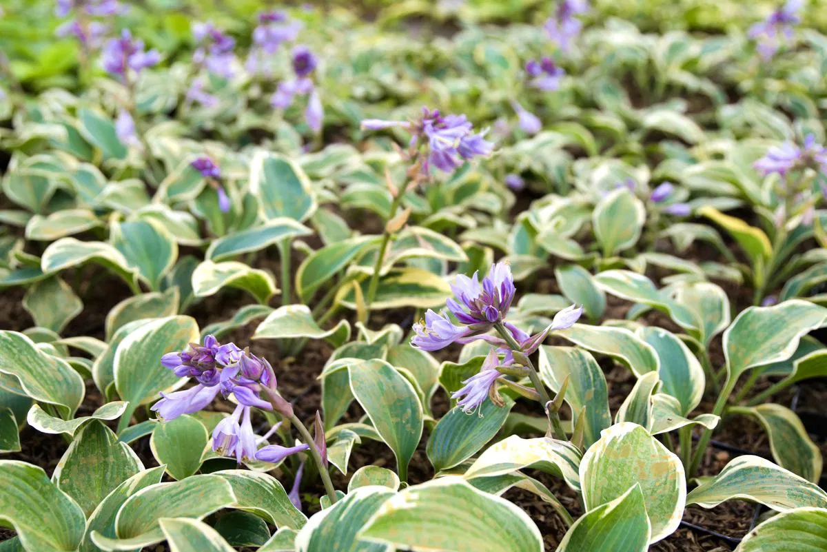 Blaue Goldfunkie First Frost