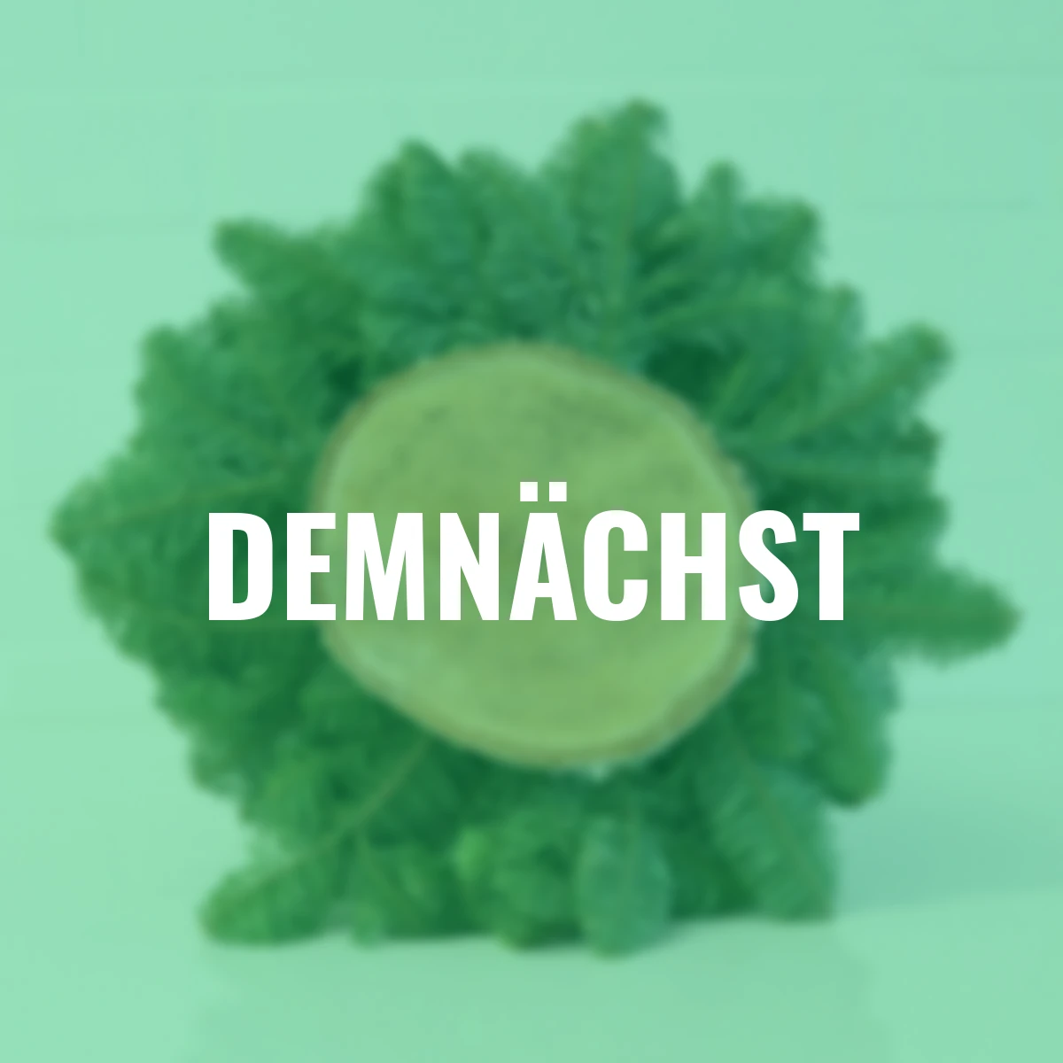 Nobilis-Weihnachtsbäumchen, groß