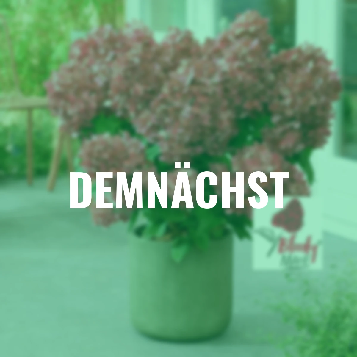 Rispen-Hortensie Bloody® Marie