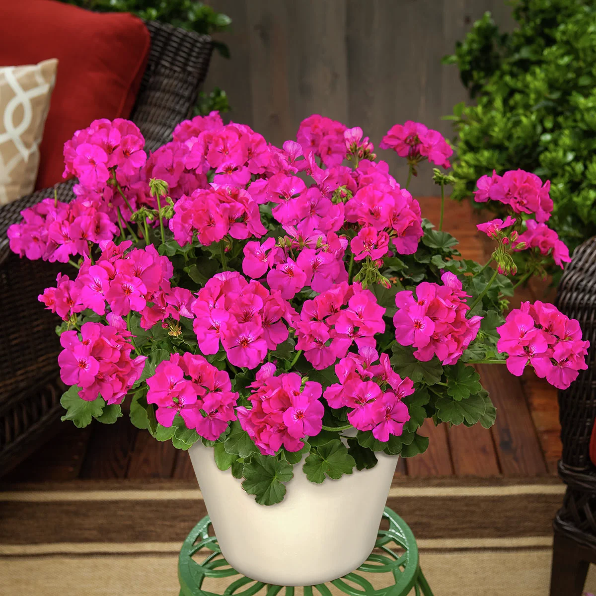 Calliope® Geranie Deep Rose